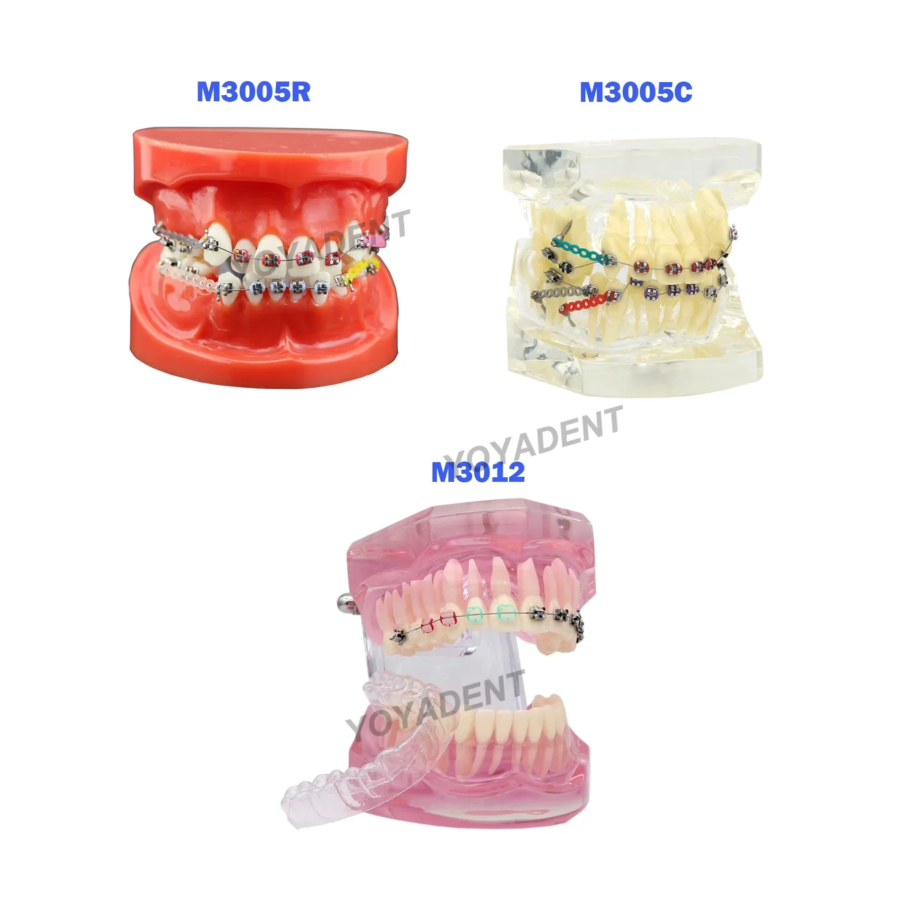 Multiple Types Dental Teeth Model Teaching Models Typodont Orthodontic Model For Studying Dentistry Products Demo