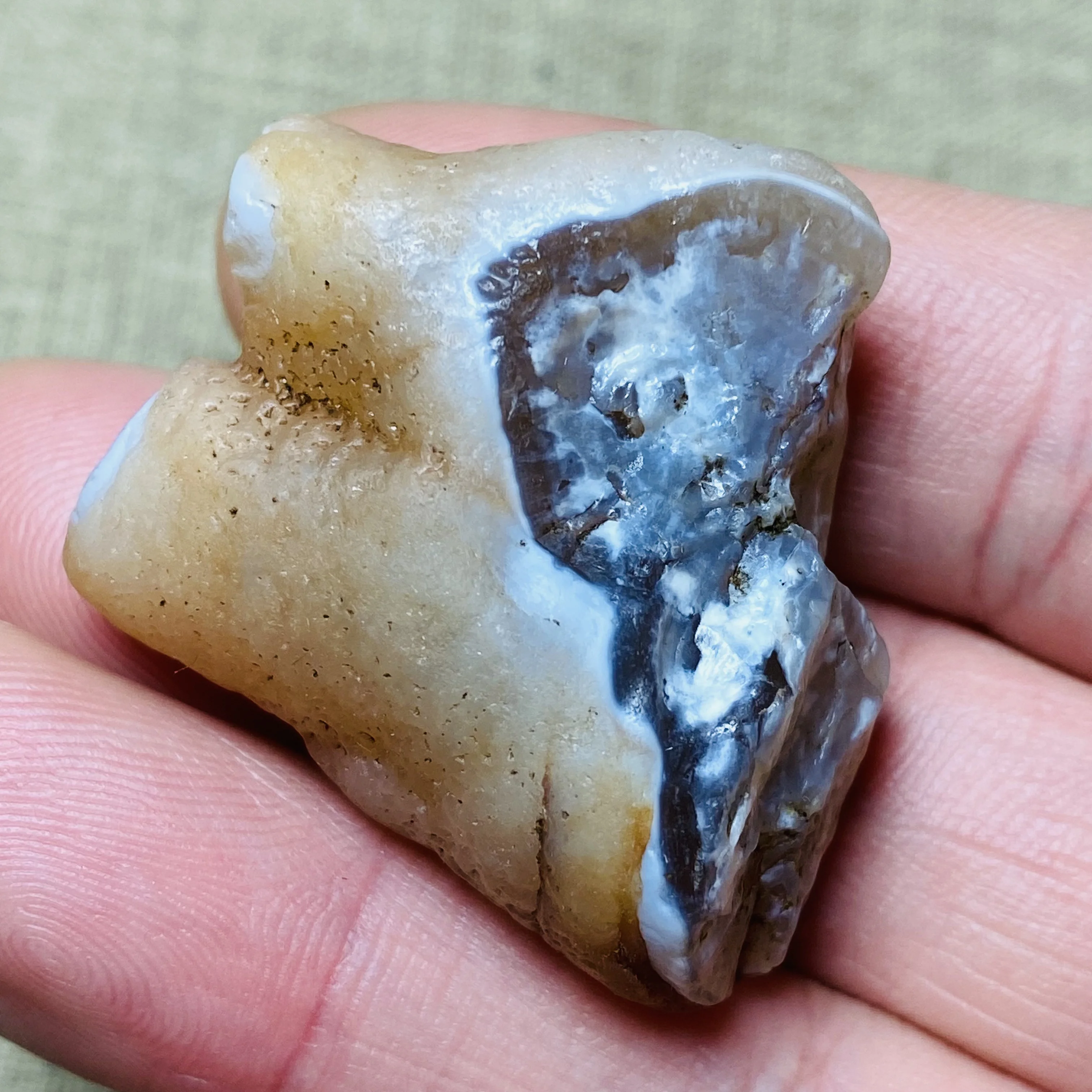 Natural Two Color Symbiosis Agate Palm Stone White Yellow Raw Mineral Specimen Reiki Healing Crystal