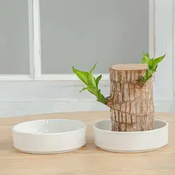 Brazilian Wood Plant Tray Holder for Purifying Indoor Air Hydroponic Wood Tree Bamboo plastic Bottom Tray for Desktop Decoration