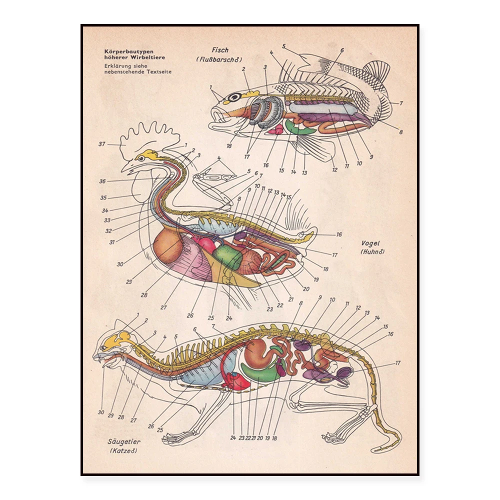 

Anatomy and Physiology 1962 Picture Print, 60 Year Encyclopedia Page Poster Physique of Vertebrate Animals