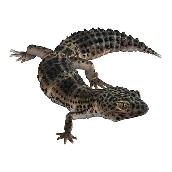 Genuine Gacha Scale Model Biological Cognitive Model Armadillo Wall Lizard Movable Decoration Action Figure Toys