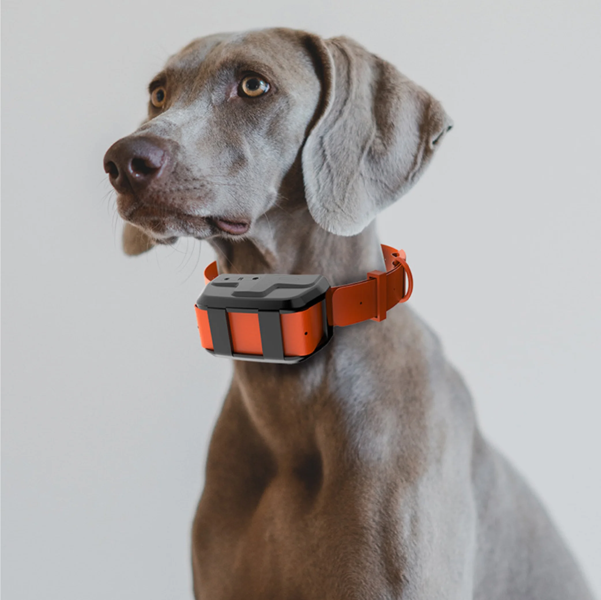 Anti-Lost Hunting Dog 4g GPS Tracker Waterproof Mobile Phone Remote Control gps Dog Tracking Collar