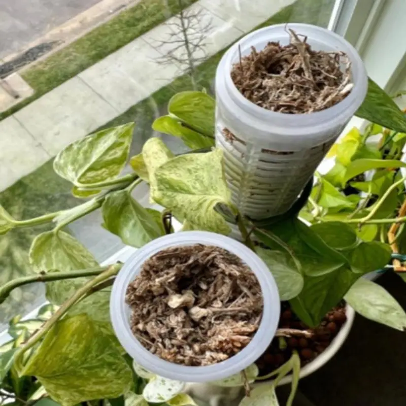 1 × تسلق النبات داخلي دعم النبات تمديد القطب عصا تسلق الزواحف موس القطب حديقة أداة عمود البستنة اكسسوارات