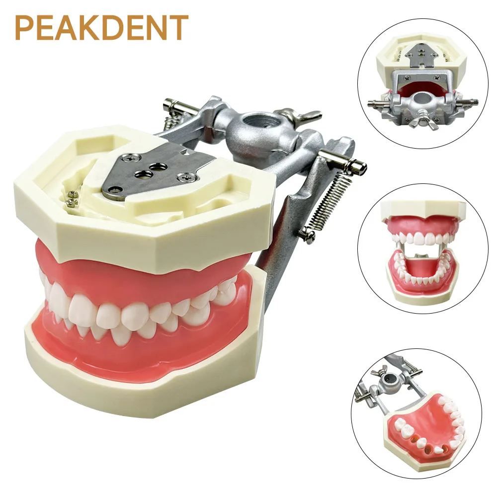 

Standard Dental 28-Teeth Preparation Model Detachable Teeth Practice Model for Patient Education and Demonstration