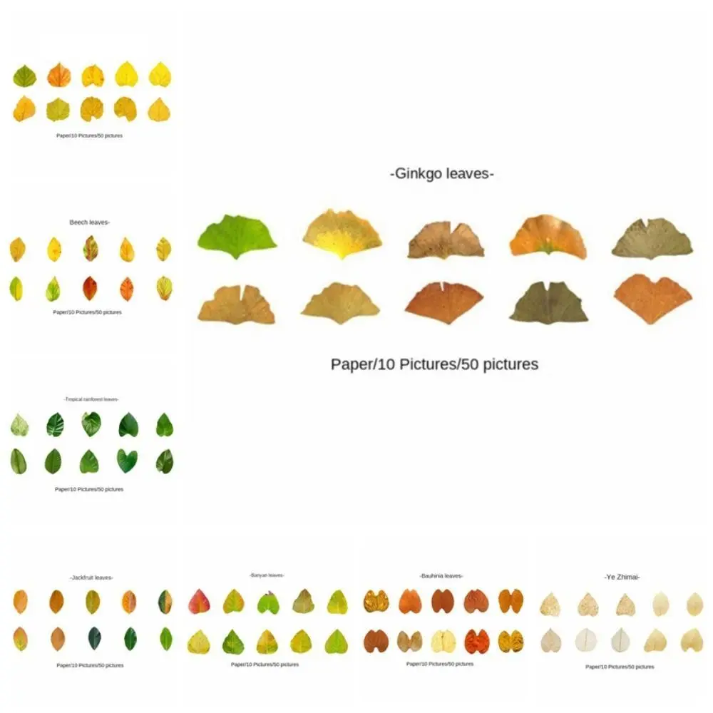 ملصقات زخرفية لنباتات الخريف ، أوراق الشجر ، الخريف ، خمر ، سكرابوكينغ ، لاصقة ، حرف يدوية