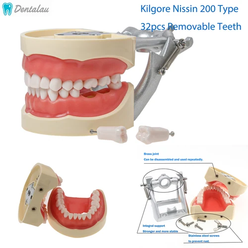 Imagen 2 del producto Kilgore Nissin 200 tipo práctica Dental modelo Typodont dientes extraíbles 32 Uds