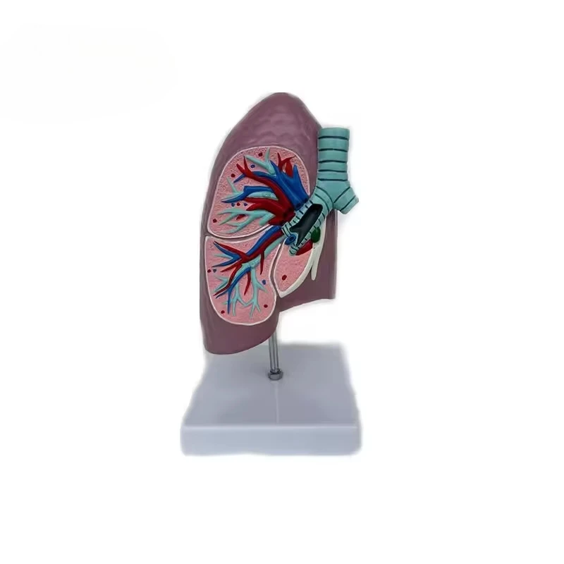 

Human Respiratory System Lung Anatomy Enlarged Alveolar Tissue Nasal Mouth Respiratory Tract Structure Model