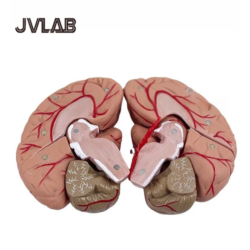 Life-Size 8-Part Magnetic Brain Model-Color-Coded Neurovascular Assembly Neuroscience Training Surgical Planning JVLAB