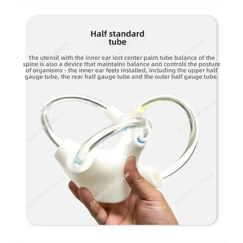 

for cochlear inner ear structure model for Cerebroneural vestibular rehabilitation semicircular canal otolith anatomy model