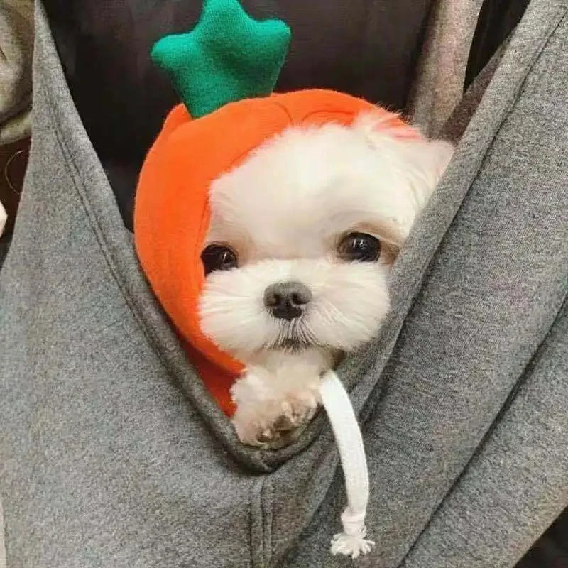 1pc New Dog Hoodie Clothes Cute Design Sweater Coat Carrot Shape Warm Fleece Outdoor Pet Outfit Outerwear for Dogs Puppy image 6