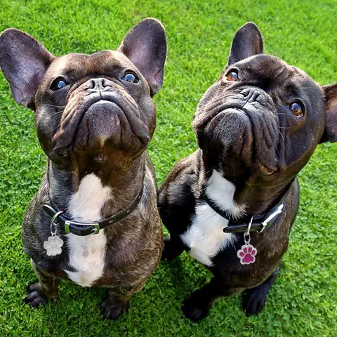 10 best sales कुत्ते की आईडी - №9