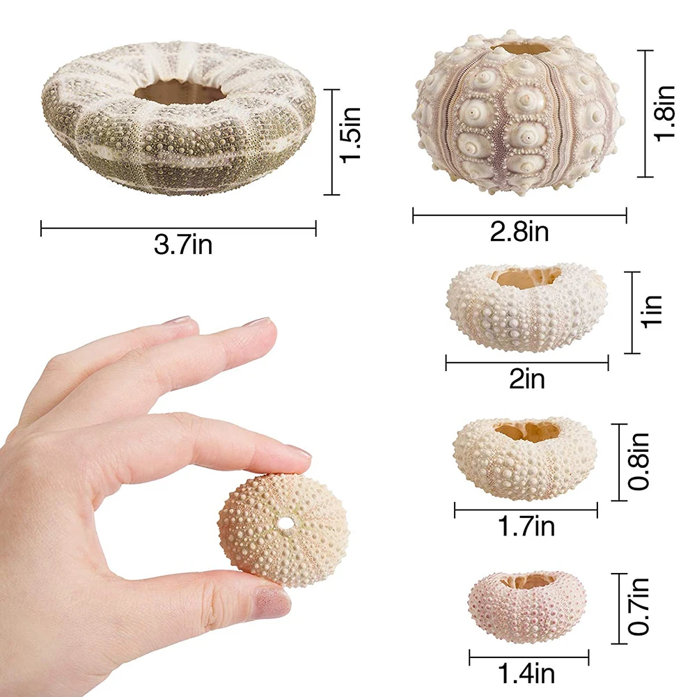 5pcs/set Natural Sea Urchin Shell for Decoration Conch Tillandsia Potted Plant Coquillage Undefined Home Decoration Accessories