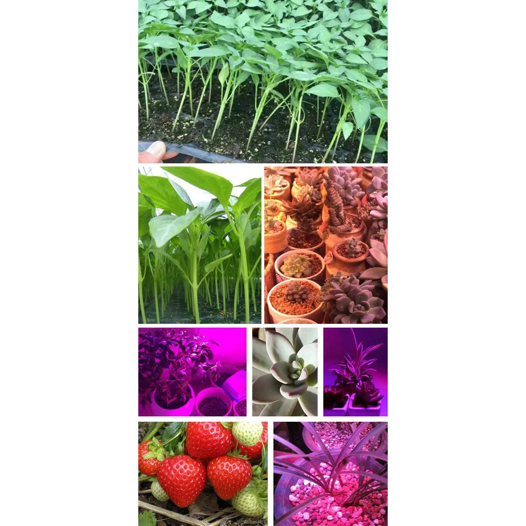 

AC17-Grow Light With Stand, Full Spectrum LED Floor Plant Light For Indoor Plants, Grow Lamp With On/Off Switch US Plug