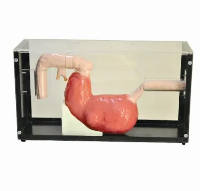 

Gastroscope & ERCP Training Model Simulator