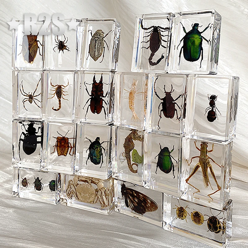 40 Pcs lot Insect in Resin Specimen Bugs Collection Paperweights Arachnid Resin Spec decoration home accessories random beetles