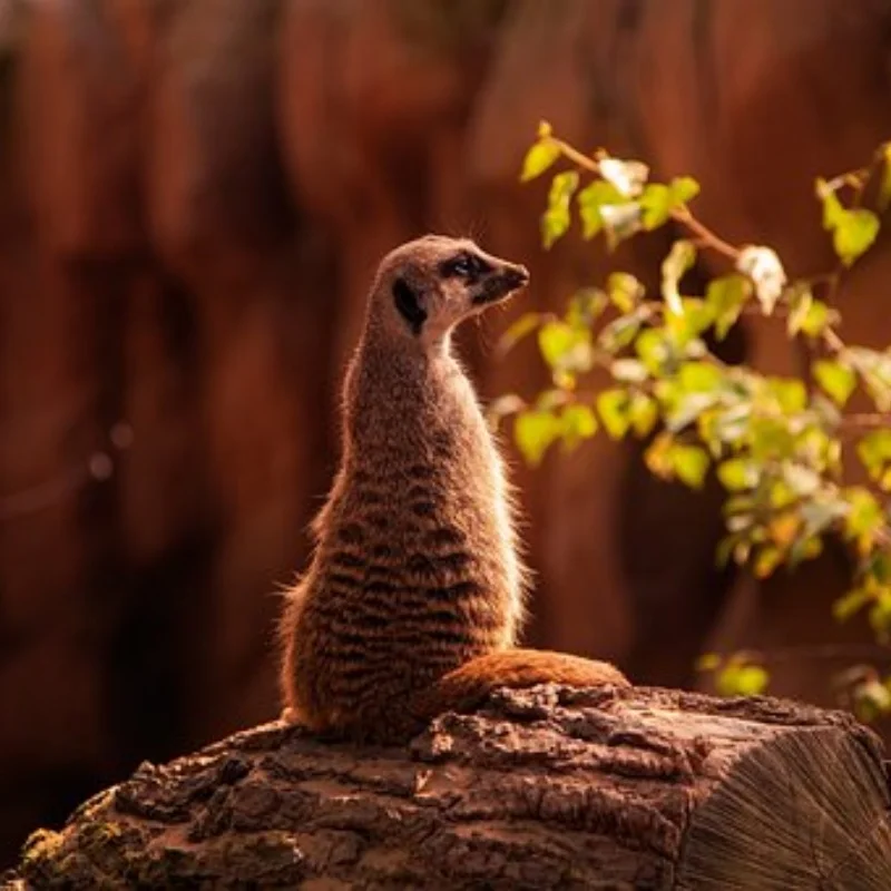 

1/18 TRX4M SCX24 FMS Ascent-18 1,0-дюймовый комплект шин и колес для альпинистского автомобиля, колеса из алюминиевого сплава SCX24 D317