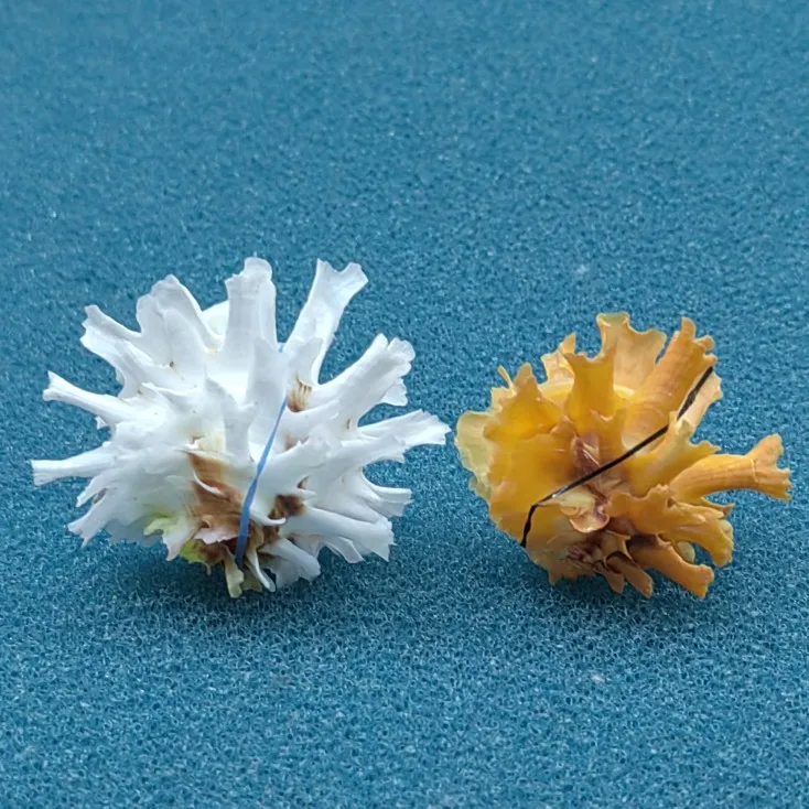 

Natural Chrysanthemum Sea Urchin Seashell Sea Shells Home Decoration Accessories Aquarium Decoration Shell Decoration Crafts