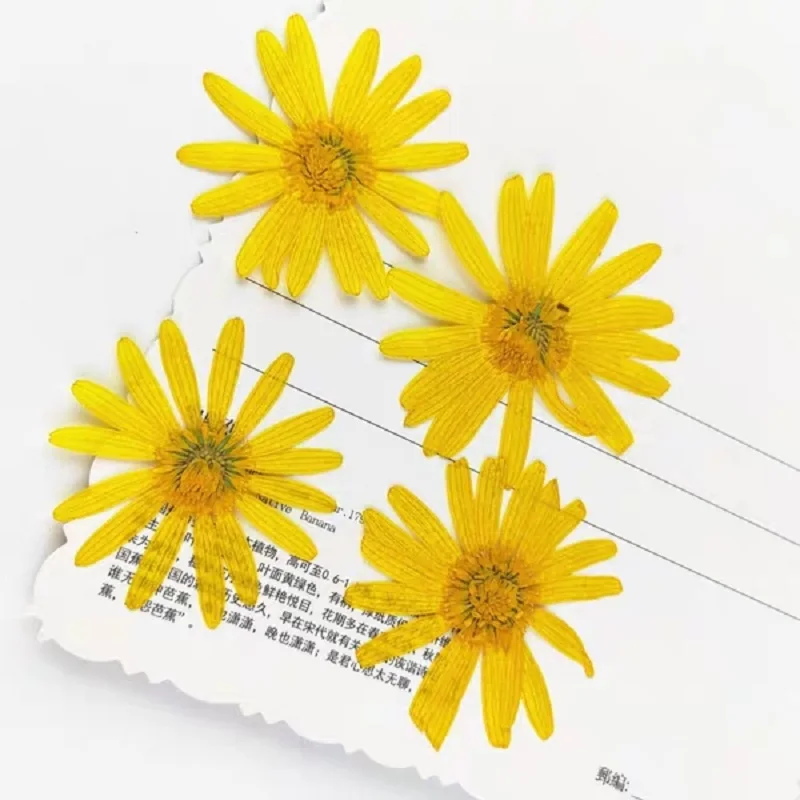 60pcs Dried Flower Euryops pectinatus For Epoxy Resin Pendant Necklace Jewelry Filler Making Craft DIY Accessories