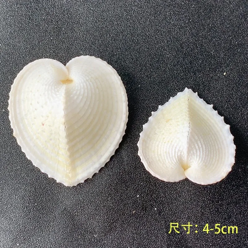 Conus Geographus Natural Conch Specimens Fish Tank Decorative Crafts Conch Seashells Ocean Decor Decoration Marine