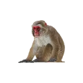 Japanese macaque