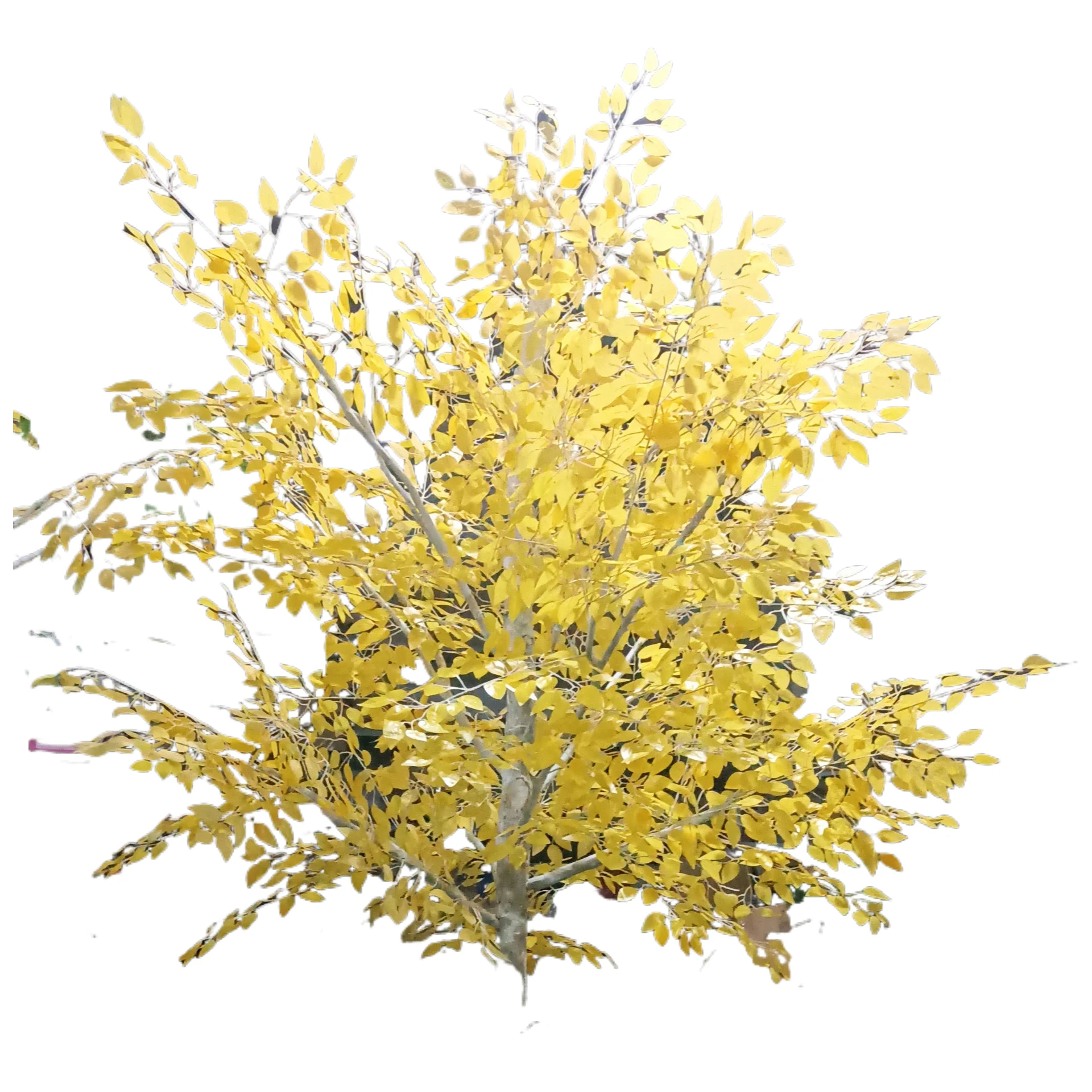 

Simulation Golden Banyan Birch Tree Window Decoration Landscaping Indoor and Outdoor Landscape Floor Green Plant Ornament