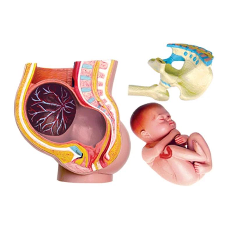 Medical-Torso Human Body Model Removable Parts Education Organs Model for Teaching Study Class Students(Pregnant)