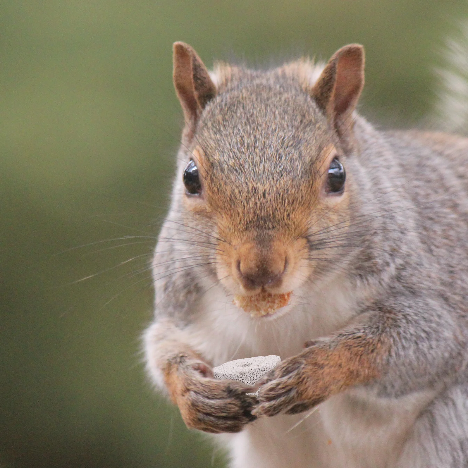 

12Pcs Pet Mineral Stone Teeth Grinder Chew for Hamster Rabbit Calcium Chew Stone Animal Teeth Grinding Nutritive