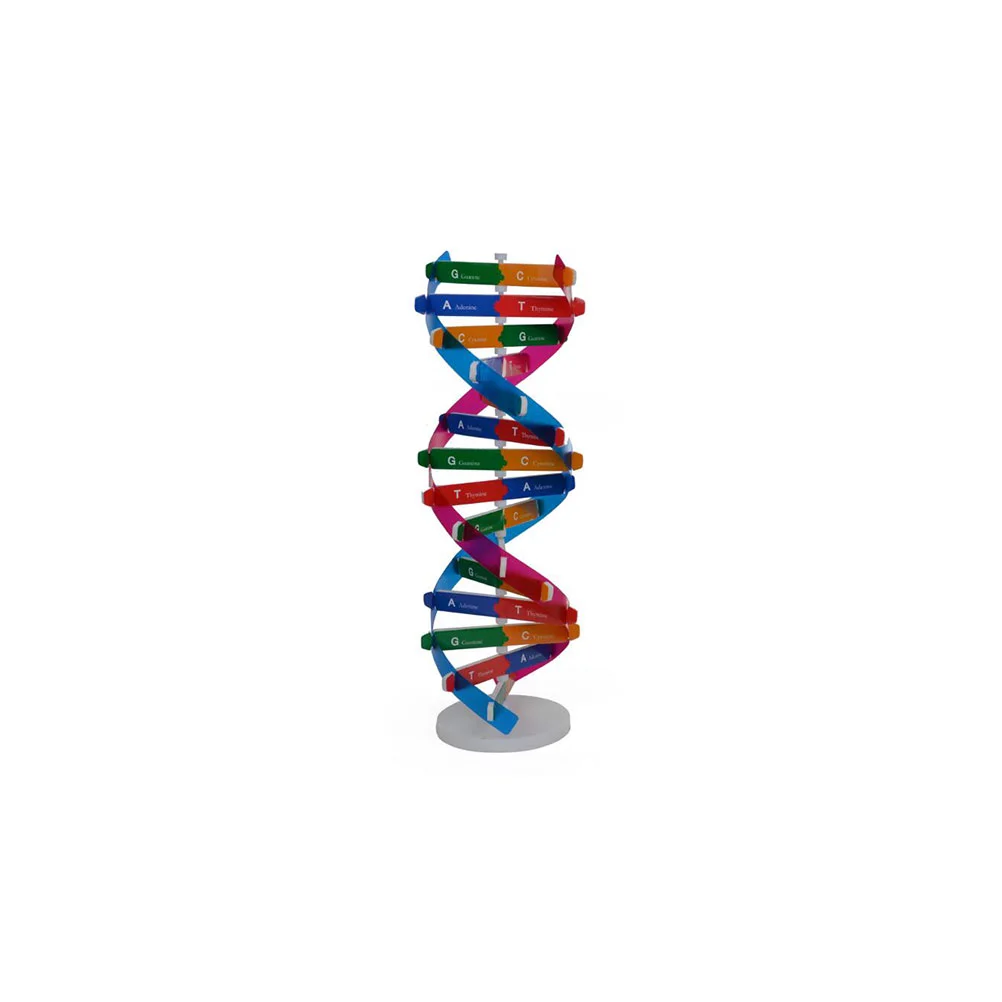 DIY DNA Double Helix Model Biological Science Experiment Tool Human Genes Learning Tool for School Office