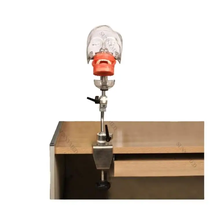 

YTYIN SY-YM15 Standard Manikin Medical Manikin Phantom Simulation Teeth Model Removable Phantom M