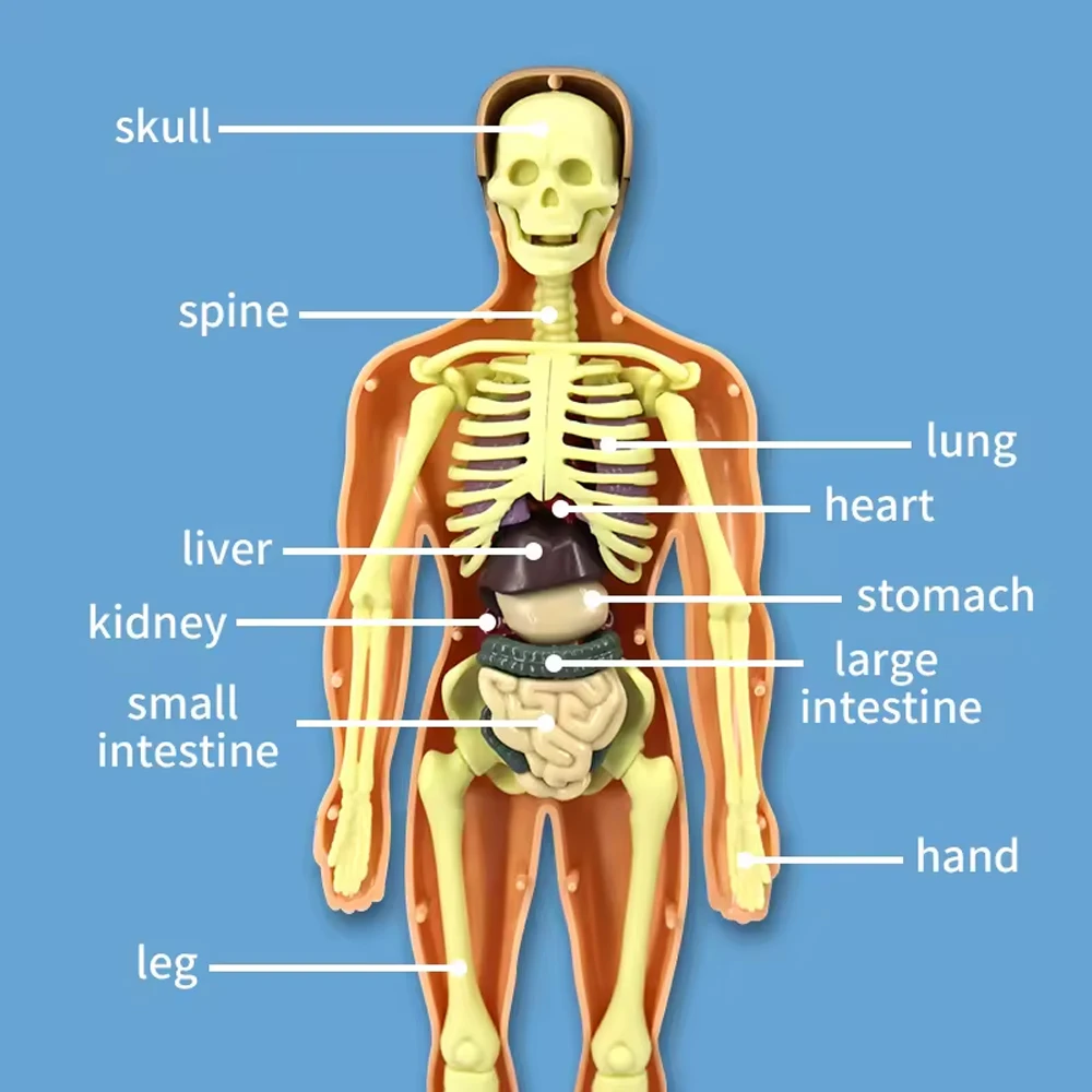 Modelo do Corpo Humano 3D para Criança, Esqueleto Anatomia, Montagem de Órgãos DIY, Brinquedos Educativos de Aprendizagem, Escola Biológica Teaching Aids Tool