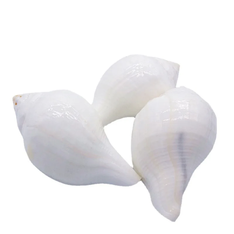 11CM White Conch Natural Indian Chank Shell Conch Home Wedding Furnishing Pieces Fish Tank Decoration Blowing Shankh Specimens