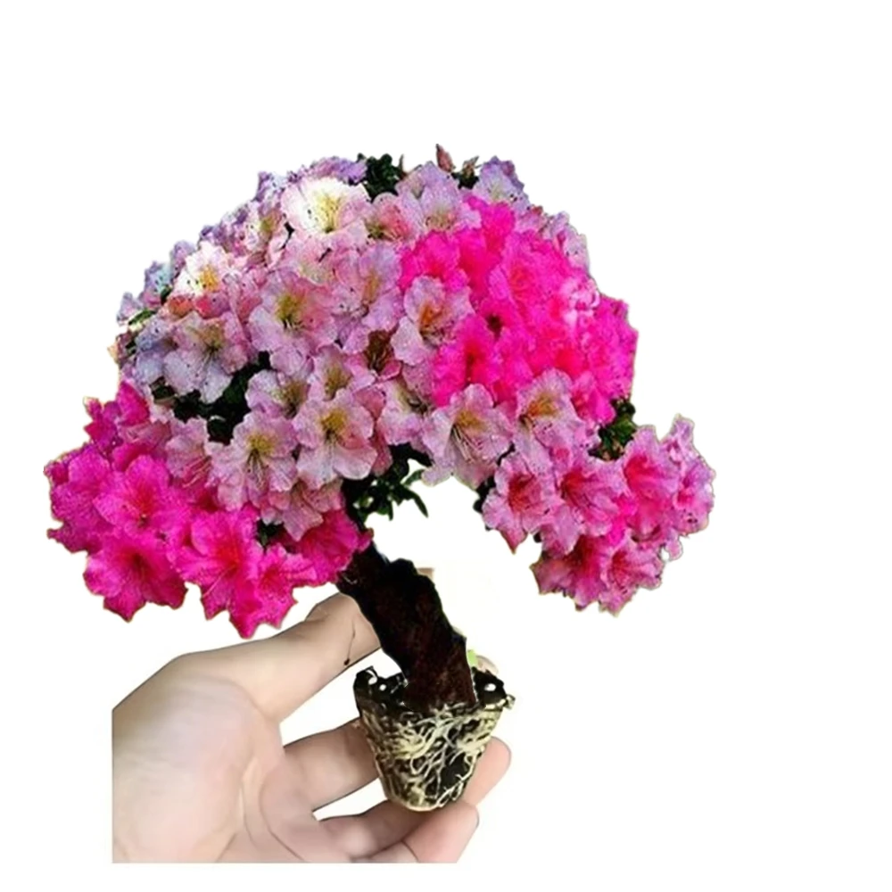 Радужный цветок вишни, укоренение, ростка бонсай, ромашка, сакура, цветок дерева, кронштейн для посева растений, фиксированный зажим, 10 шт.