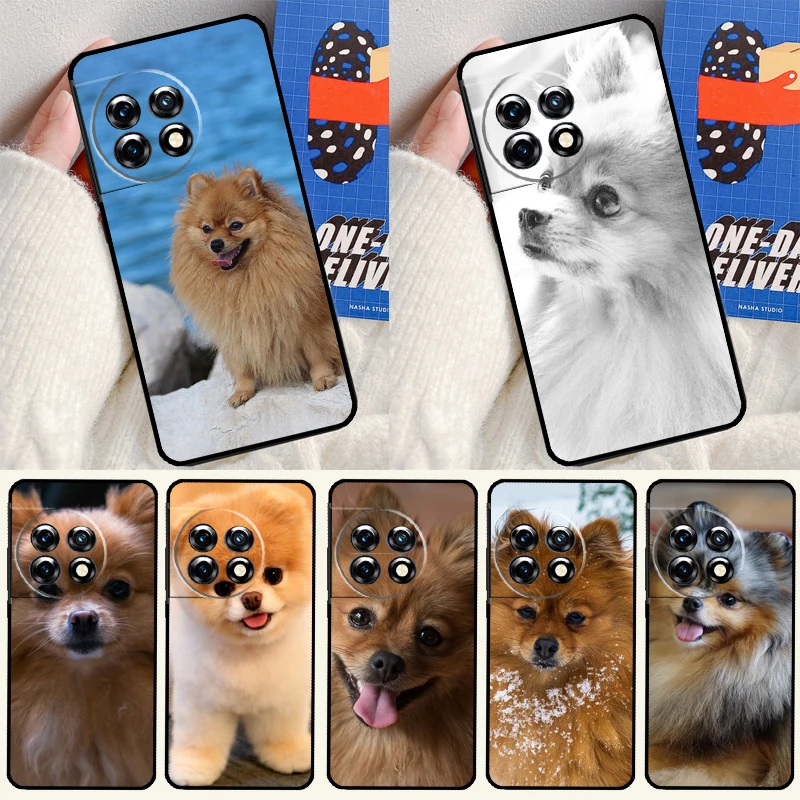 Pomeranian Dog For … - image