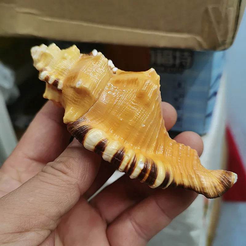 Cymatium lotorium natural rare conch shell fish tank aquarium landscaping decoration exquisite gift marine specimen collection