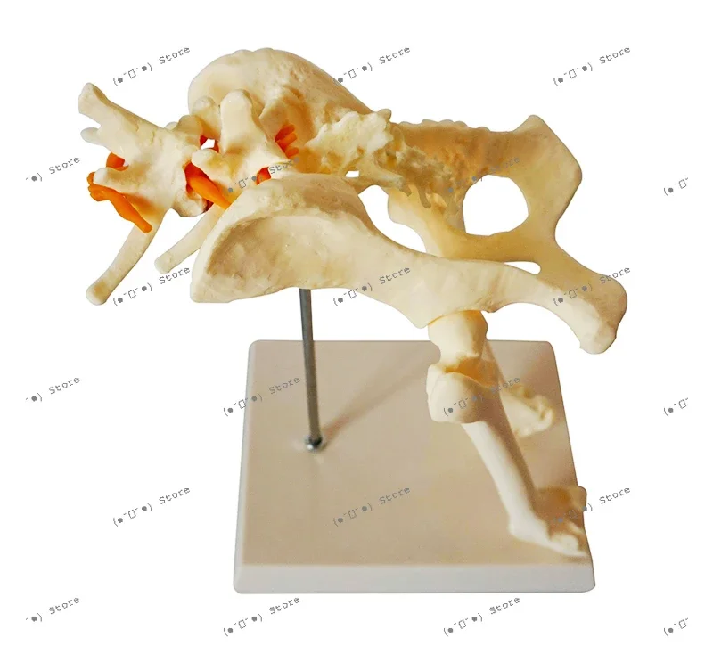 

dog hip model dog skeleton skeleton animal veterinary teaching instrument dog skeleton canine
