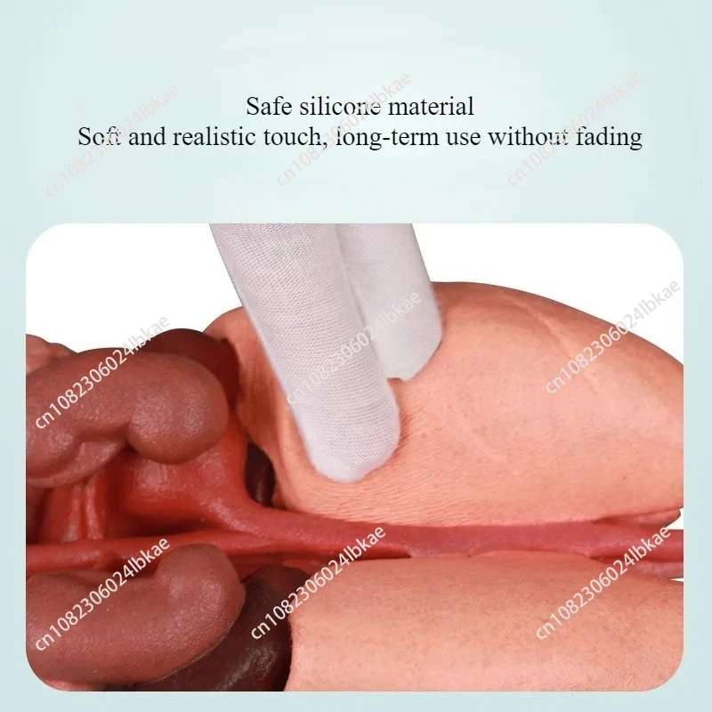 التدريس الطبي للكبد والطحال والرئتين والكلى والهياكل المعدية في نماذج الجهاز البشري نموذج جسم الإنسان #3