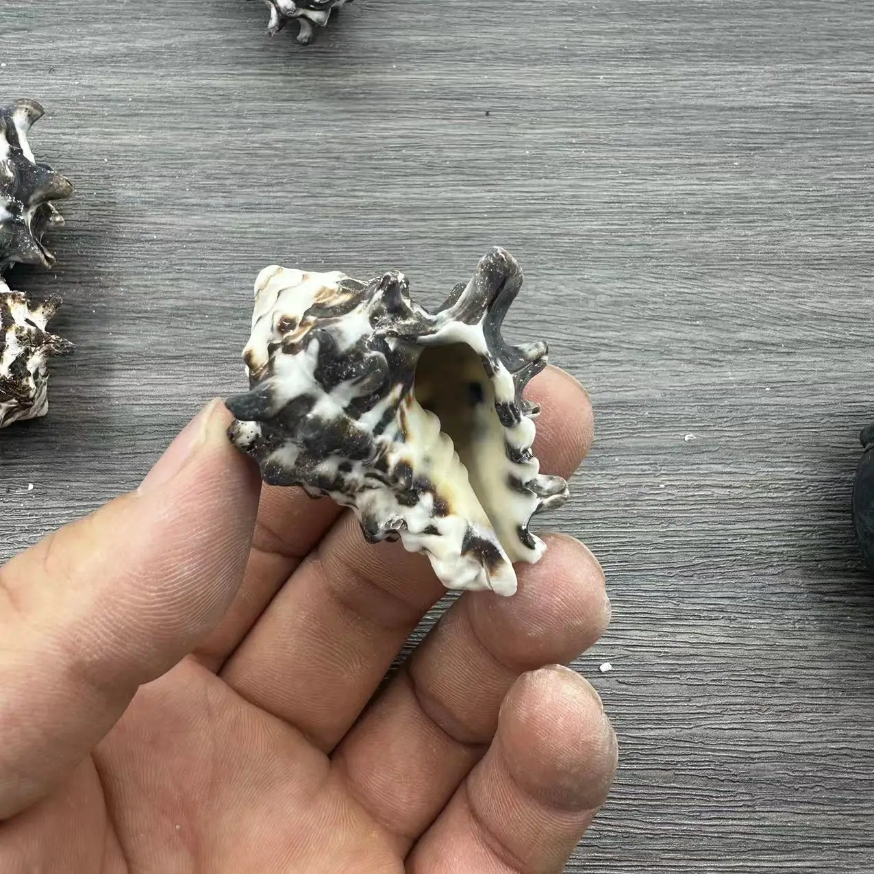 Natural Noctiluca Conch Shells, 9-10cm, Perfect for Hermit Crab Replacement shell