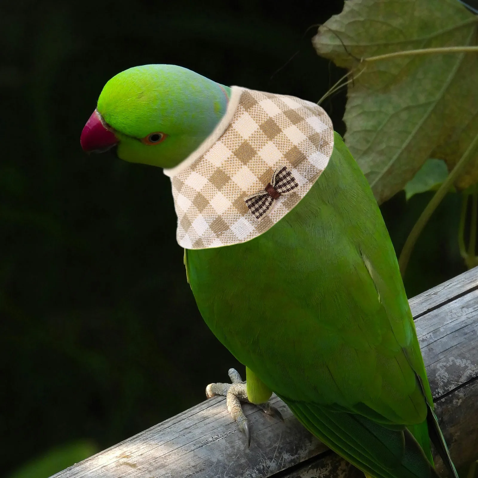 2 قطعة طوق واقي للحيوانات الأليفة للطيور مخروط الانتعاش خفيف الوزن للببغاوات الببغاوات الكوكاتيلات المضادة للطفل بعد الجراحة الرعاية