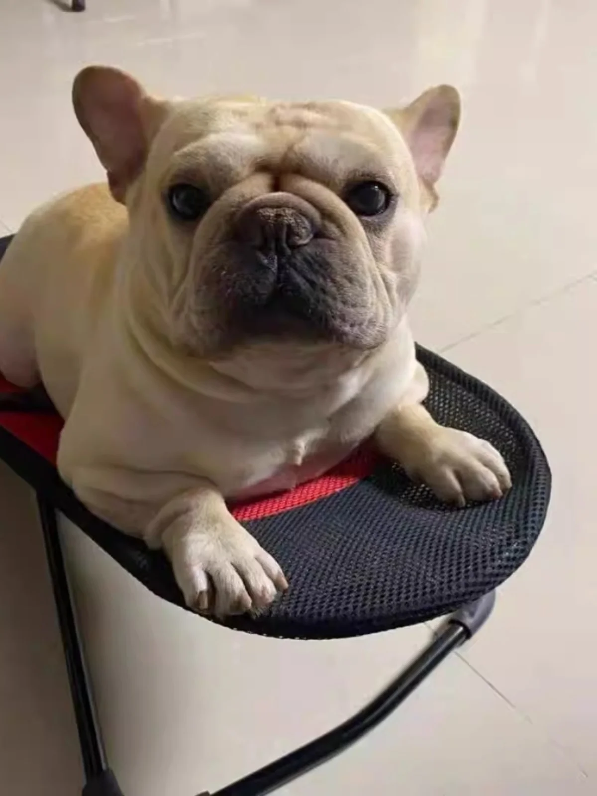 Tragbarer Routing-Stuhl, Haustierbett für s und Hunde, S-Sofa, Teddy-Liegestuhl, französische Bulldogge, kleine Schaukel, Netzstoff, Hund...