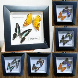Pair of Real Butterfly Specimen Photo Frame Ornament for Home Bedroom, Party Holiday Display