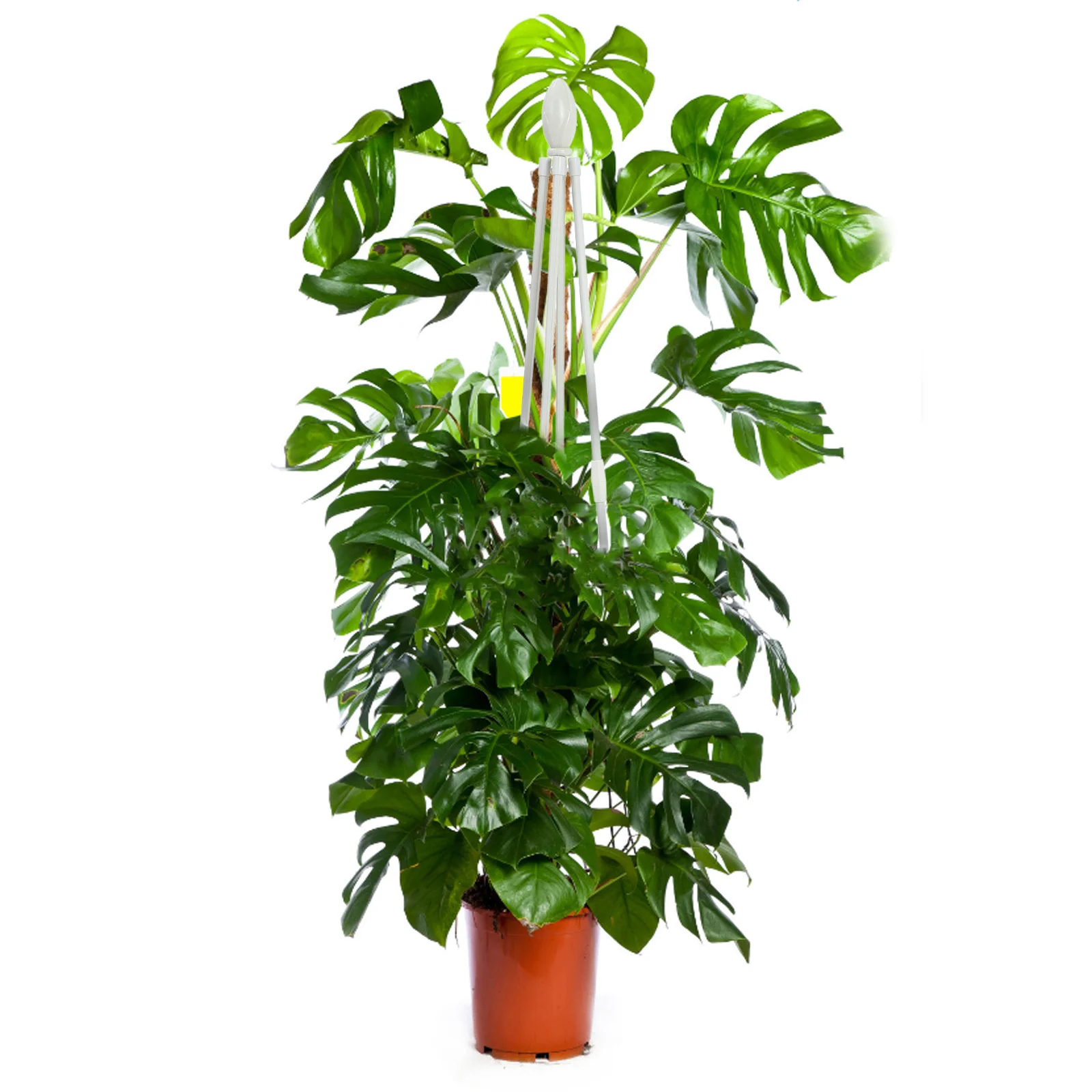 

Garden Plant Climbing Stand Durable Trellis for Potted Indoor Outdoor Climbing Plants Vegetable Raspberry Vine Support Garden