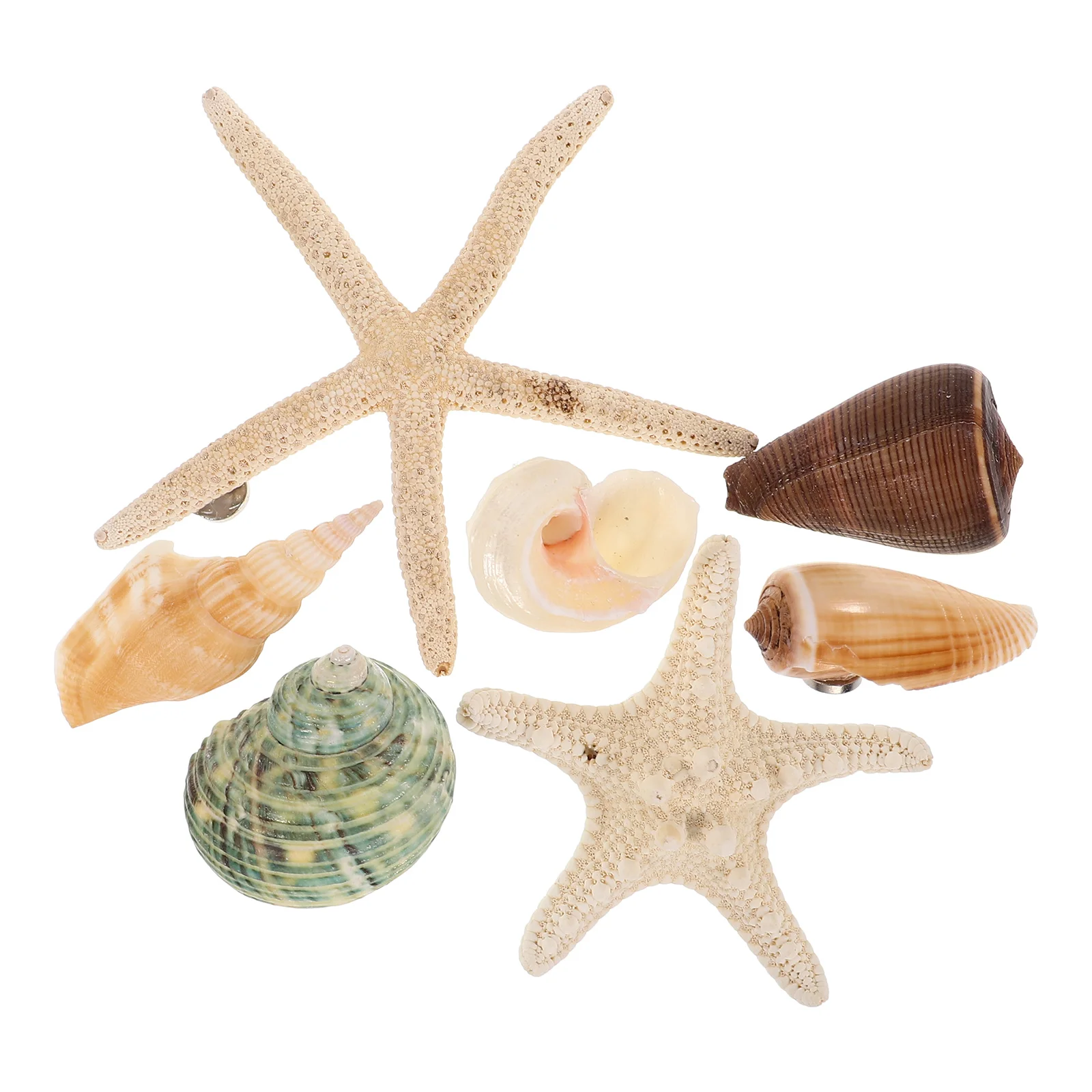 

7 PCS Shell Magnets Fridge Calendar Cartoon Stickers Seashell Refrigerator for Home