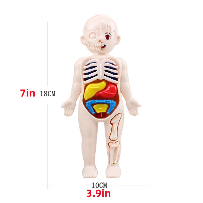 13Pcs Set Montessori Toys Kid Science Education Human Body Organ Anatomy Model DIY Assembled Medical Toys Teaching Tools Gift