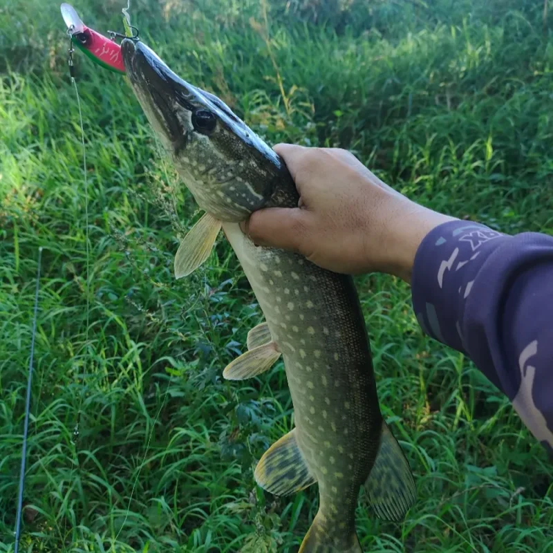 Neuer Realis Jerkbait 100SP Suspending Minnow Angelköder 100mm 14,5g Duo Künstlicher Wobbler Harter Köder für Pesca Black Bass Musky – Detail 7
