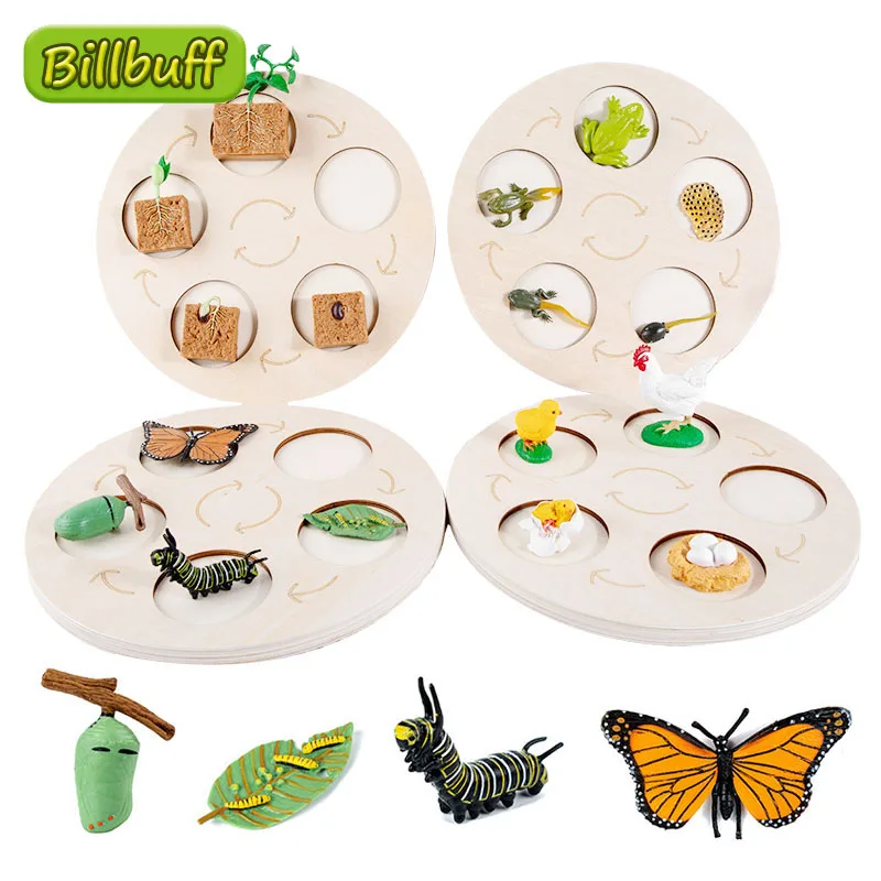 Lifelike Insect Animal Life Cycle Board Teaching Aids Plant Animals Growth Cycle Model Sets Preschool Cognitive Toy for Children