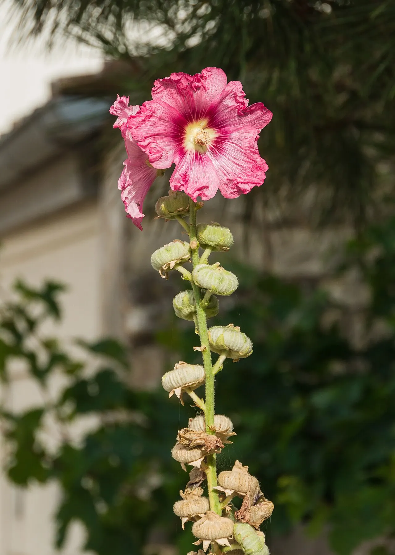 128 Uds. Semillas de Malva Real Rosa Claro, Flor de Torre para el Fondo del Jardín para Jardín, Patio y Bordes Altos