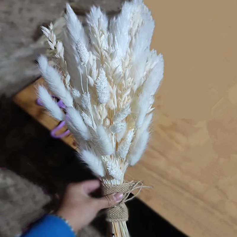 50-200Pcs Cream Pampas Grass Fluffy Room Phragmites Decoration Natural Bunny Tail Grass Dried Flowers Bouquet Boho Home Decor