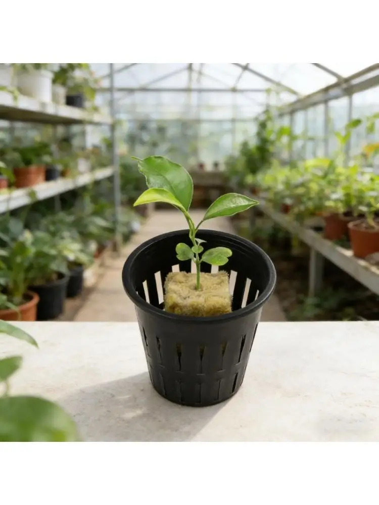 R9UF Versatile Gardening Rock Wool Slabs for Herbs in Hydroponic Environment