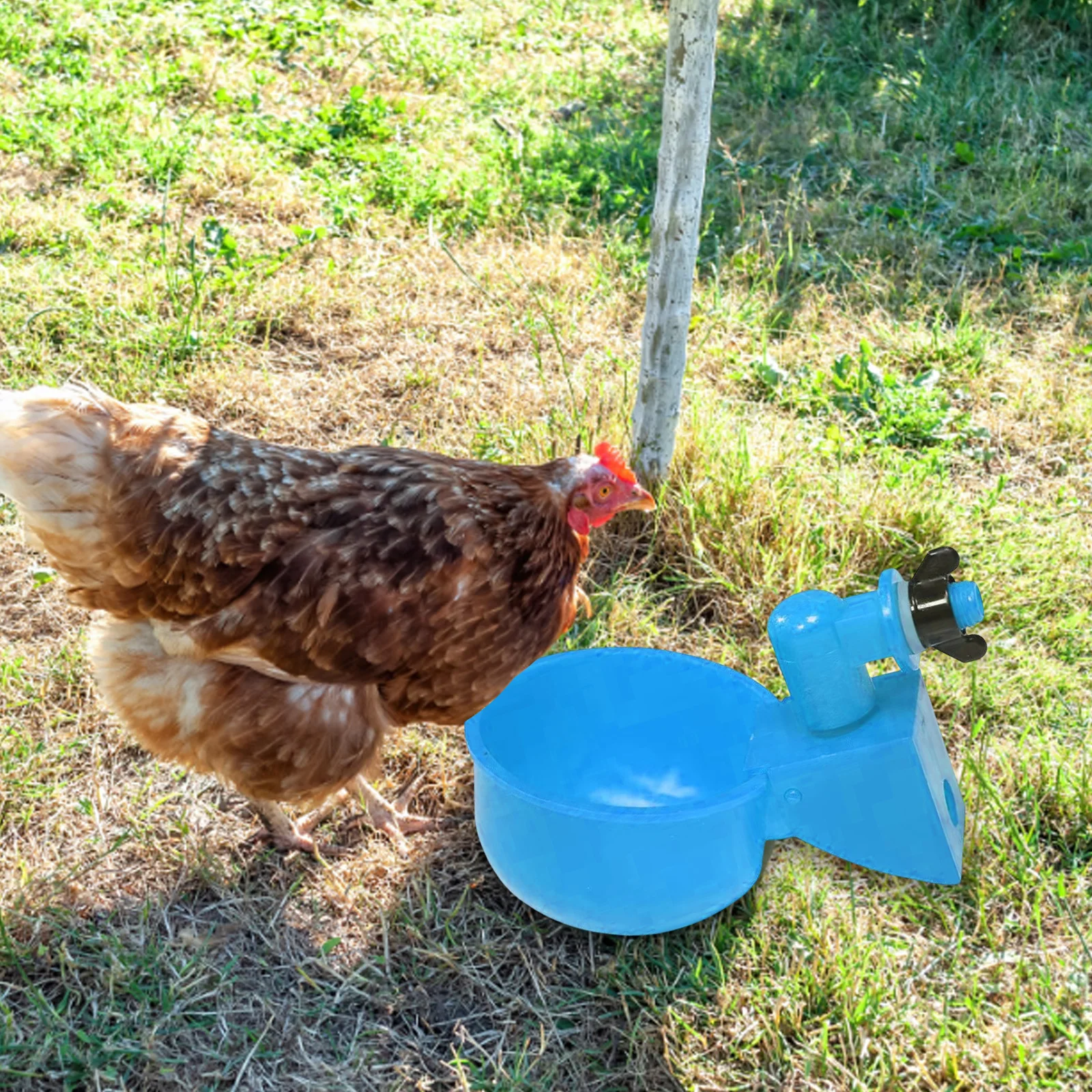 6 pçs frango pato beber tigela pendurado dispensador de água automático frango plástico prático conveniente para alimentação animal da fazenda