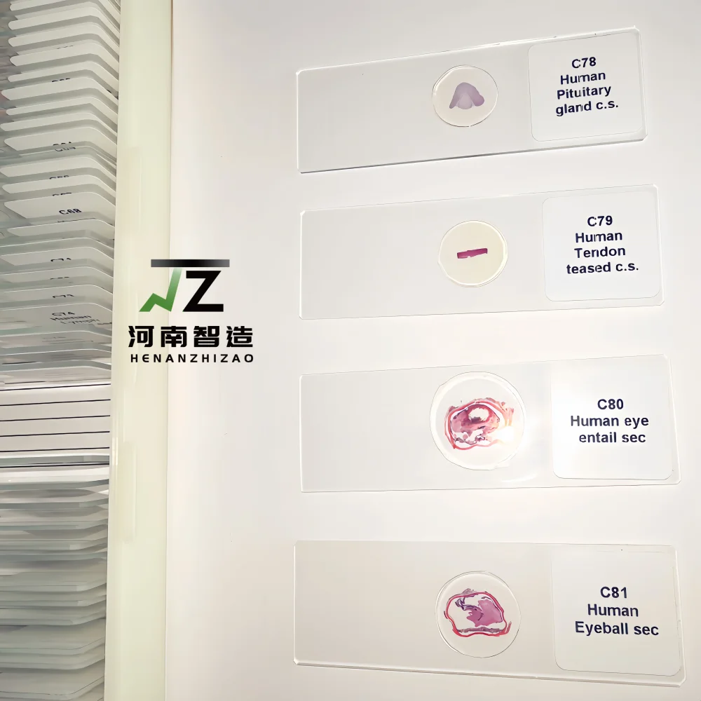 100pcs HM Histology Prepared Slides for Medical Education and Research export standard